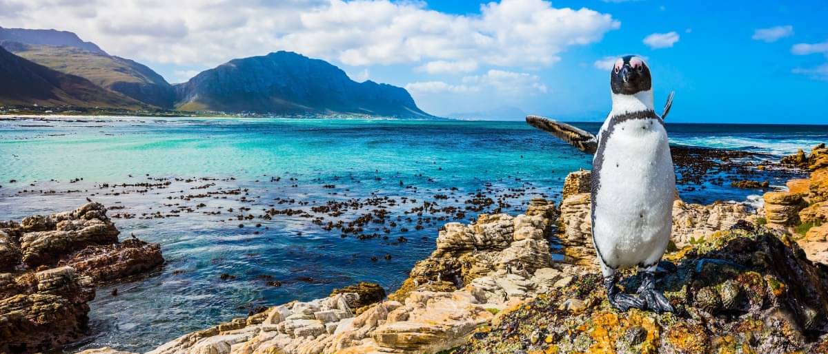 Bild Zeigt ein Meer in Süd Afrika mit Klippen, Bergen und einem Pinguin - Reisetipp Südafrika