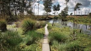 Das Bild zeigt eine Moorlandschaft